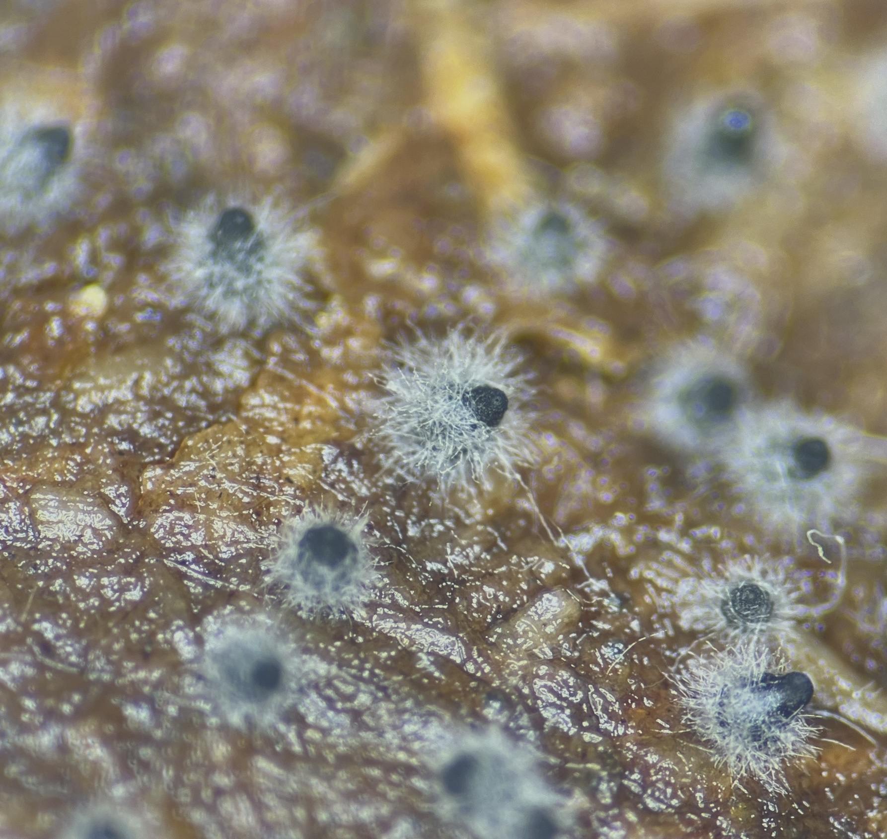 Sordaria fimicola