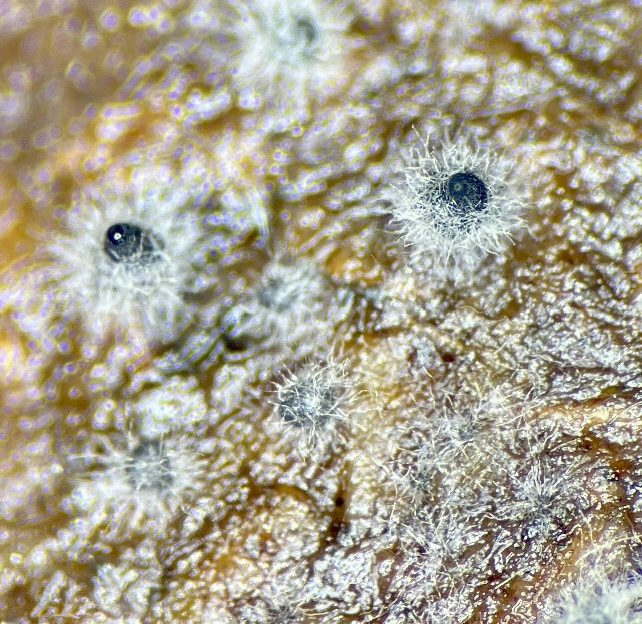 Sordaria fimicola