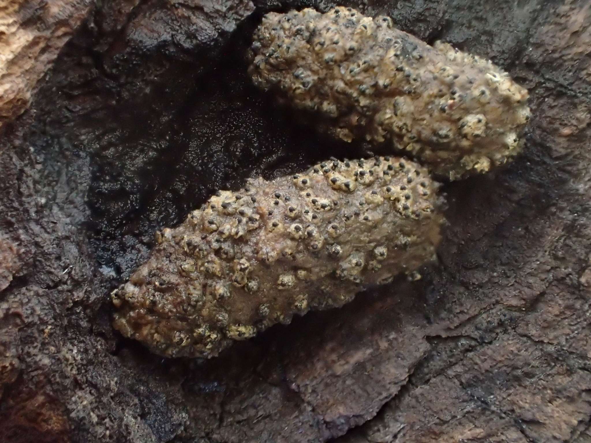 Sordaria fimicola