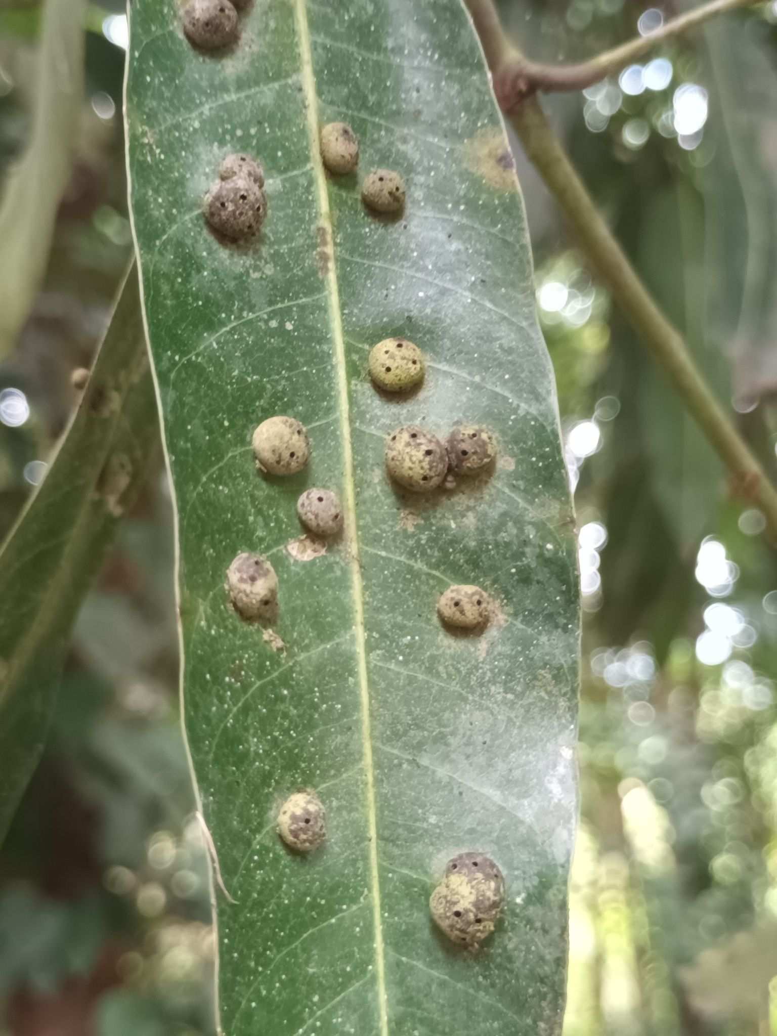 Procontarinia mangiferae
