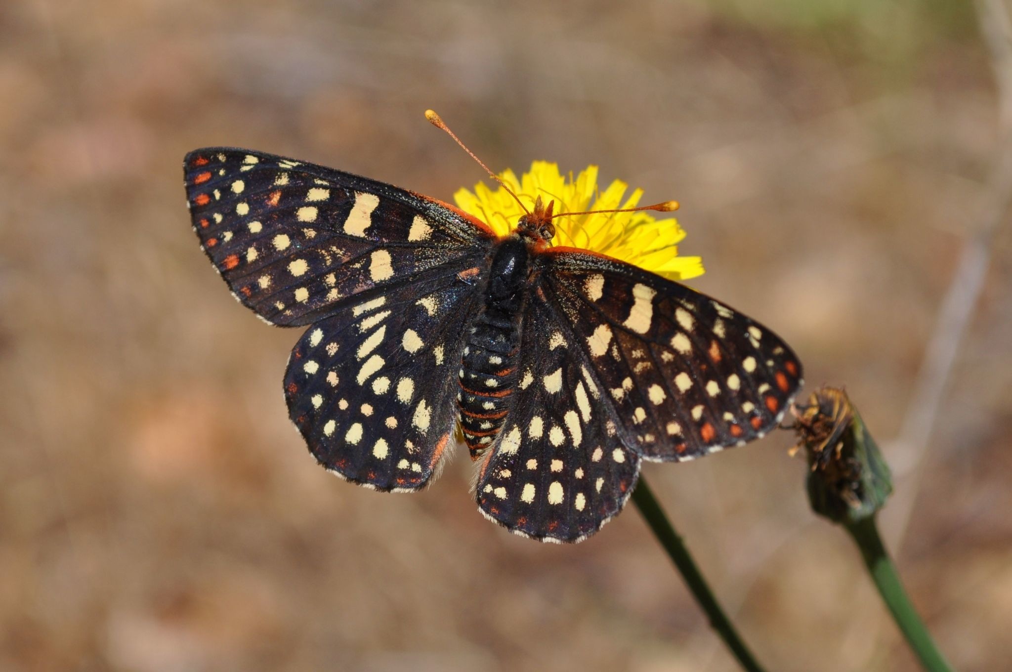 Euphydryas