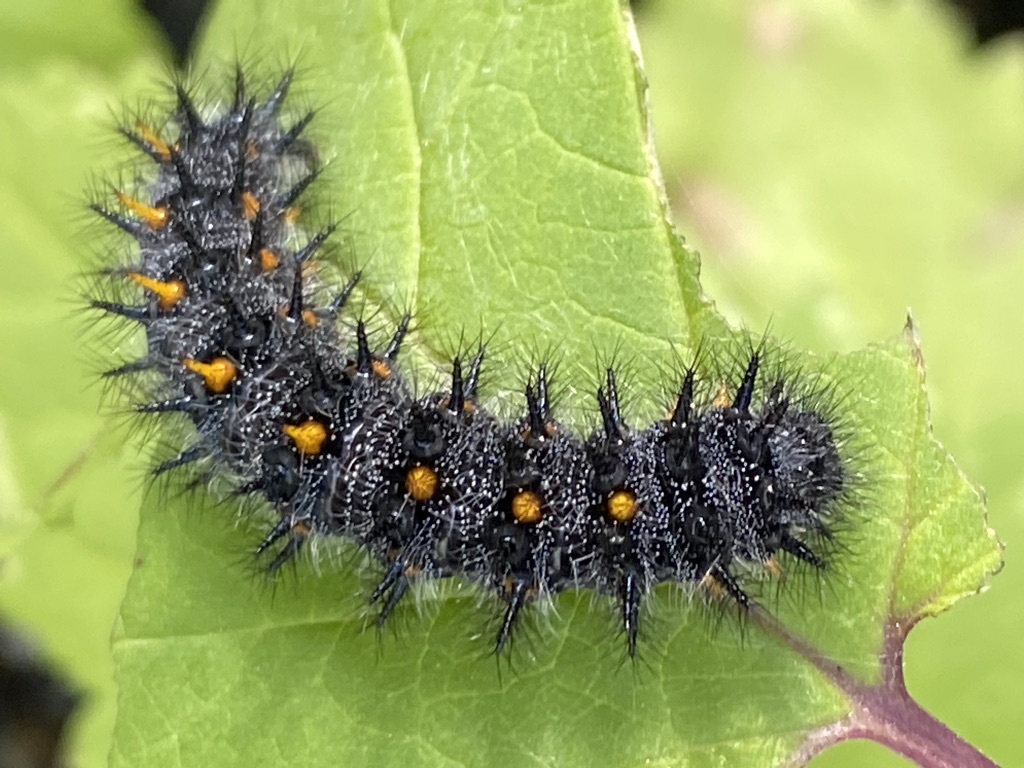 Euphydryas