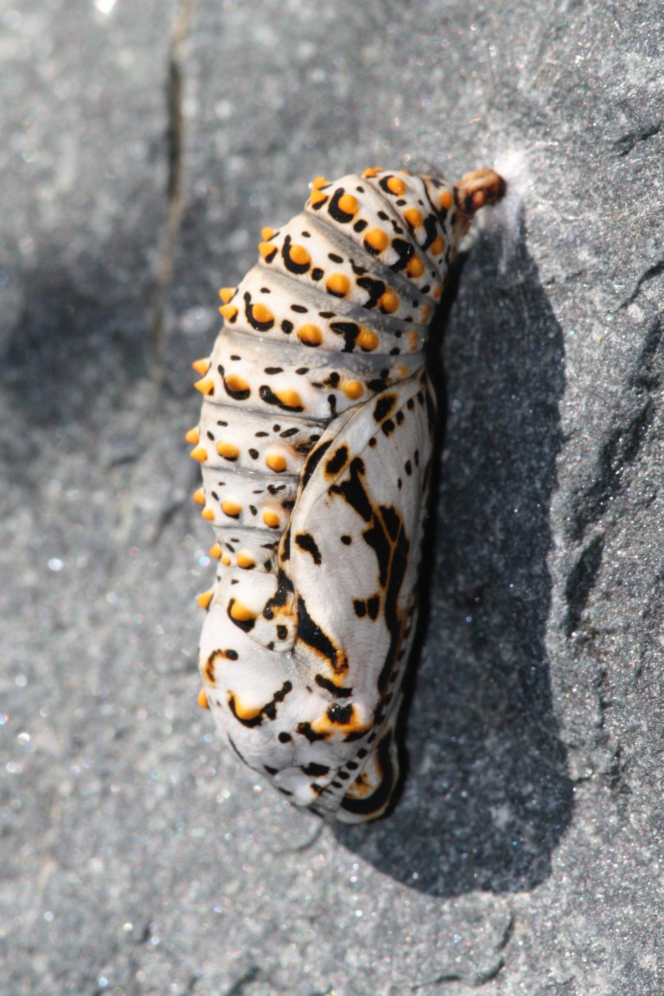 Euphydryas