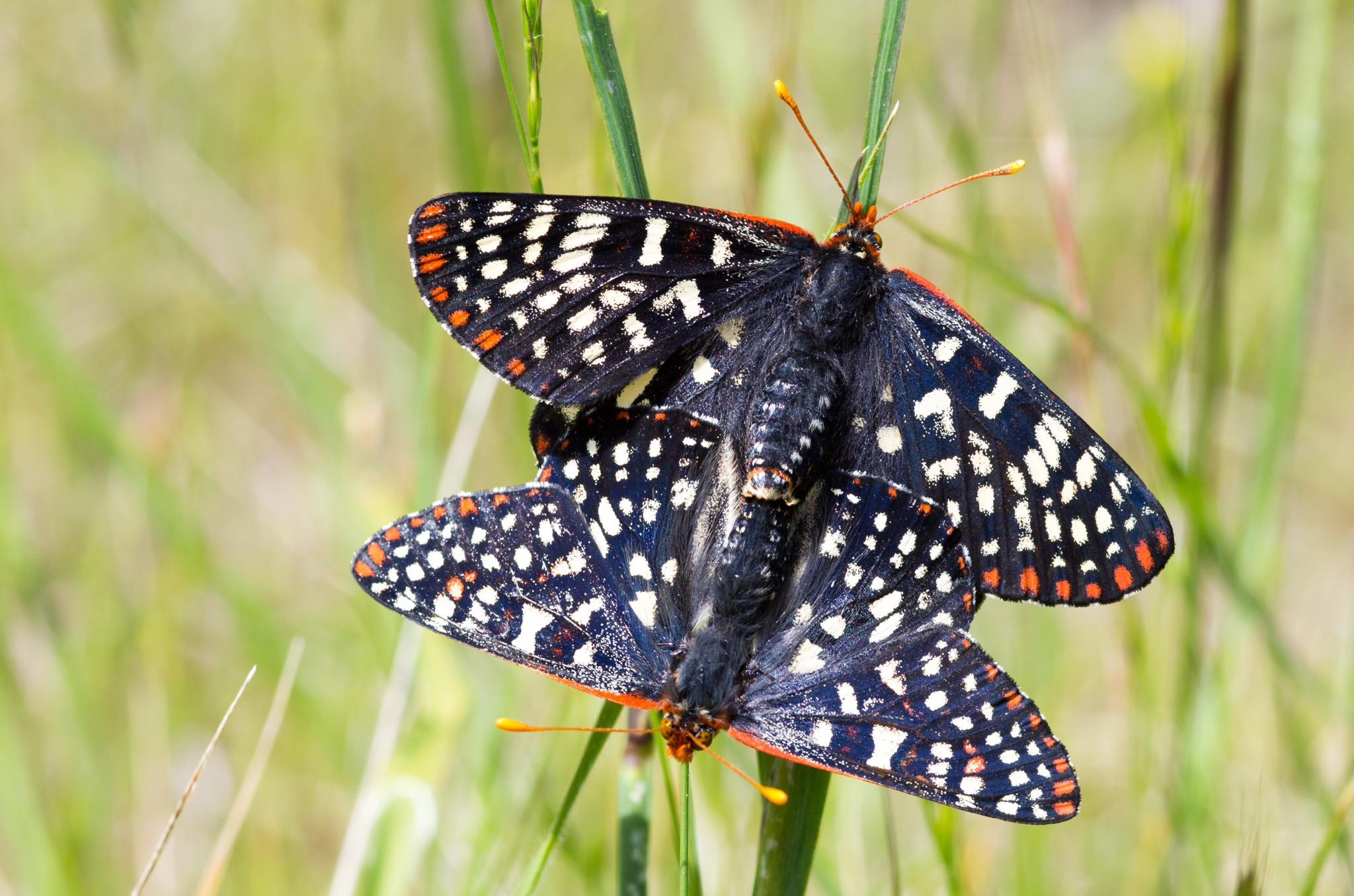 Euphydryas