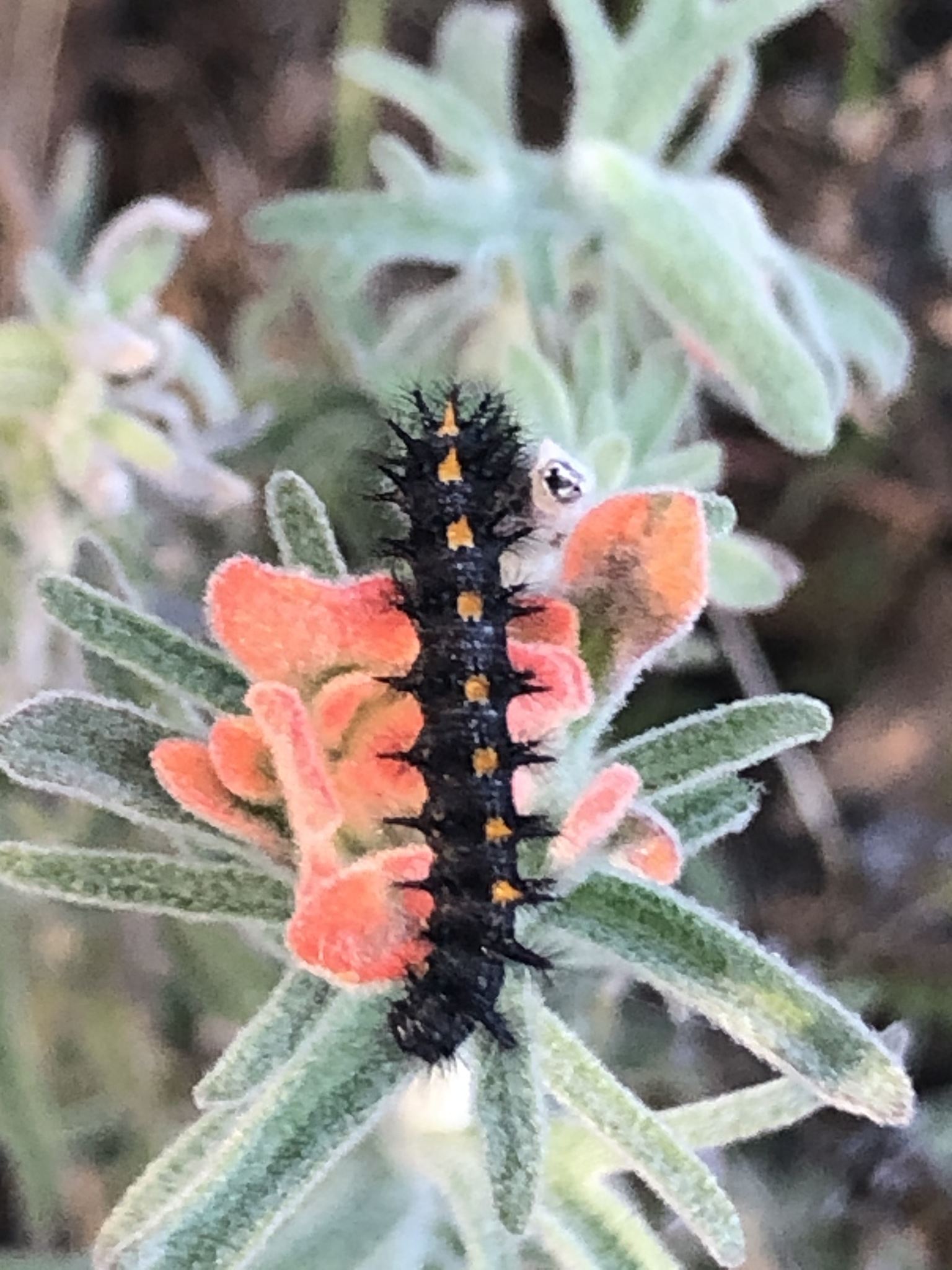 Euphydryas