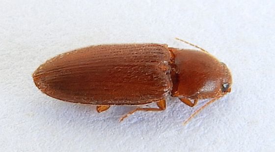 Esthesopus