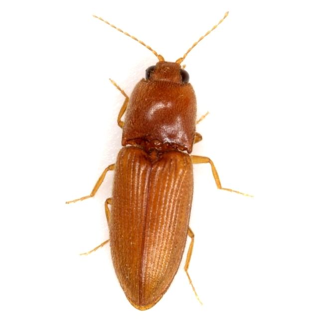 Esthesopus