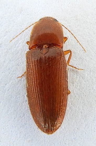 Esthesopus