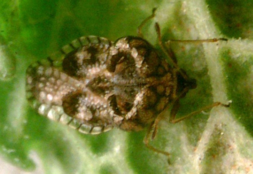 Cochlochila bullita