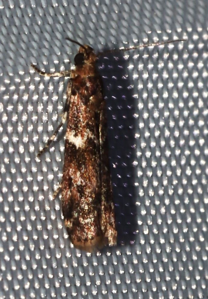 Cryptoblabes adoceta