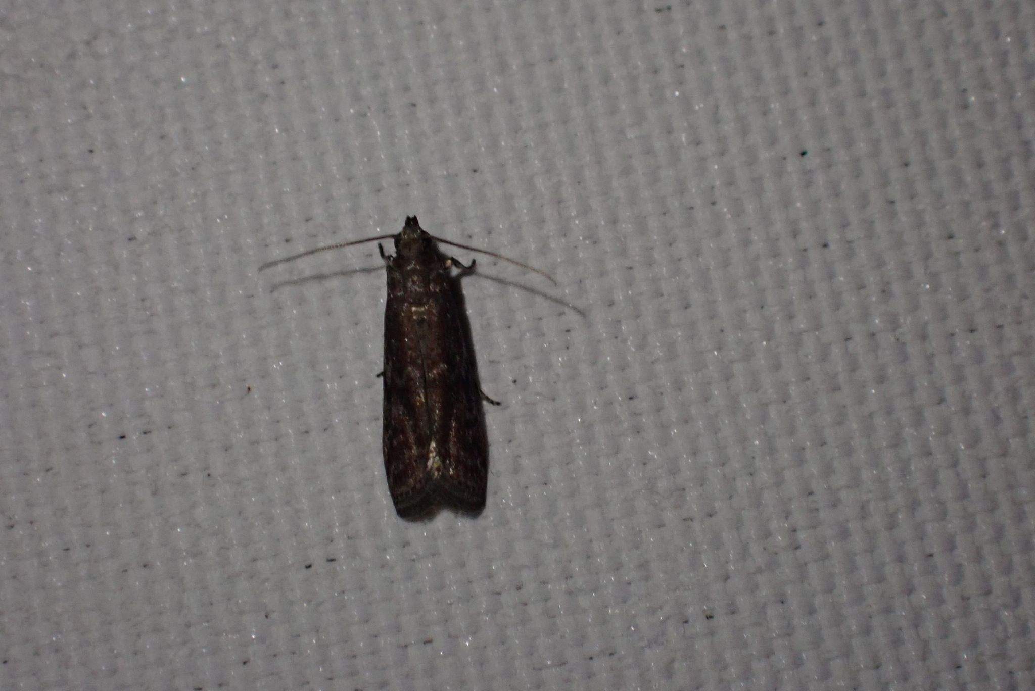 Cryptoblabes adoceta
