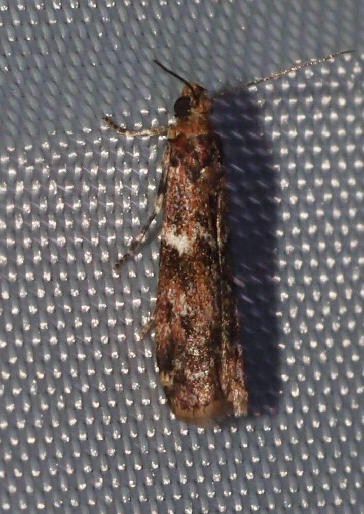 Cryptoblabes adoceta