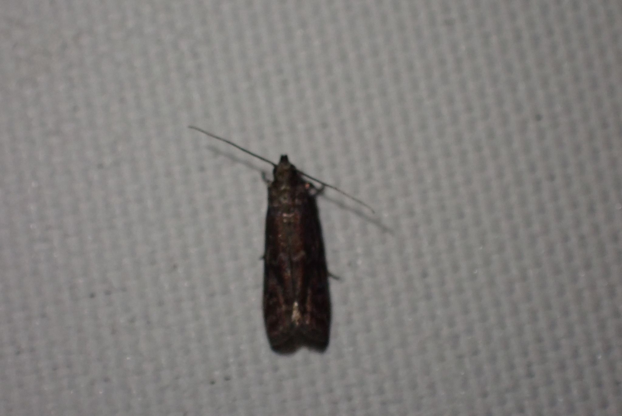 Cryptoblabes adoceta