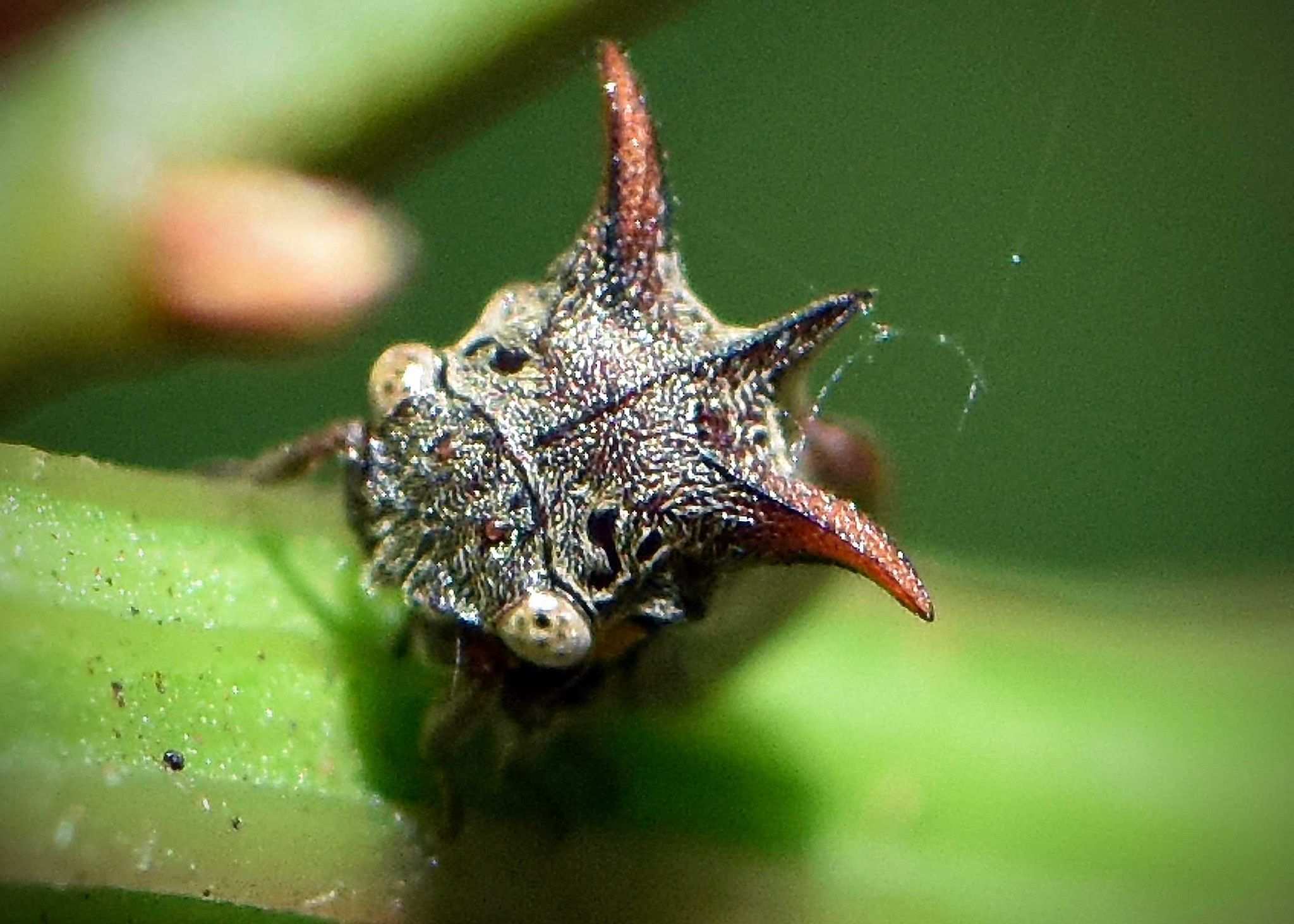 Acanthuchus