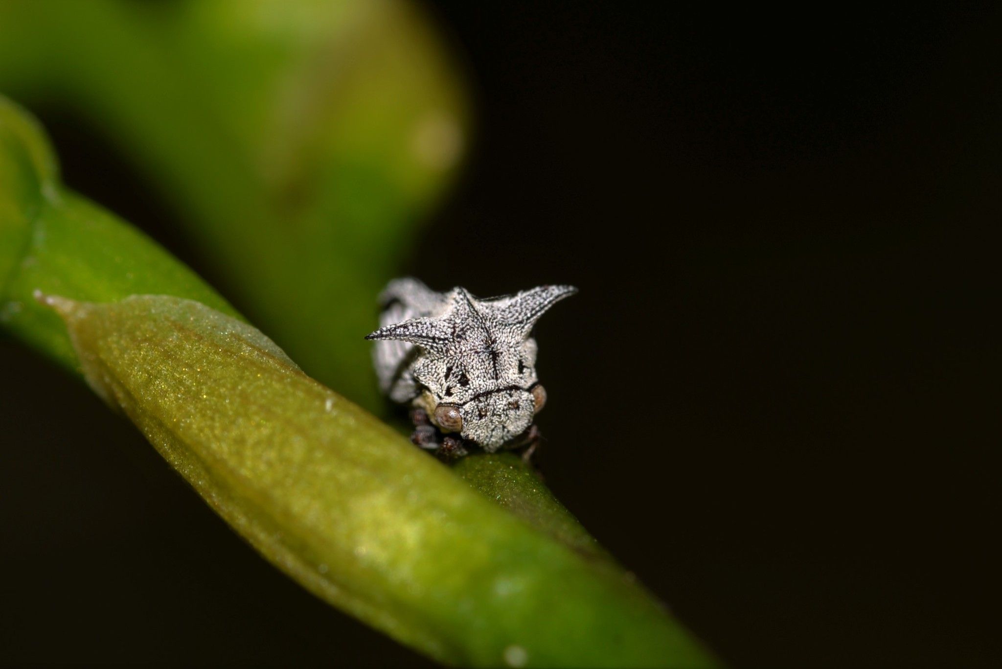 Acanthuchus