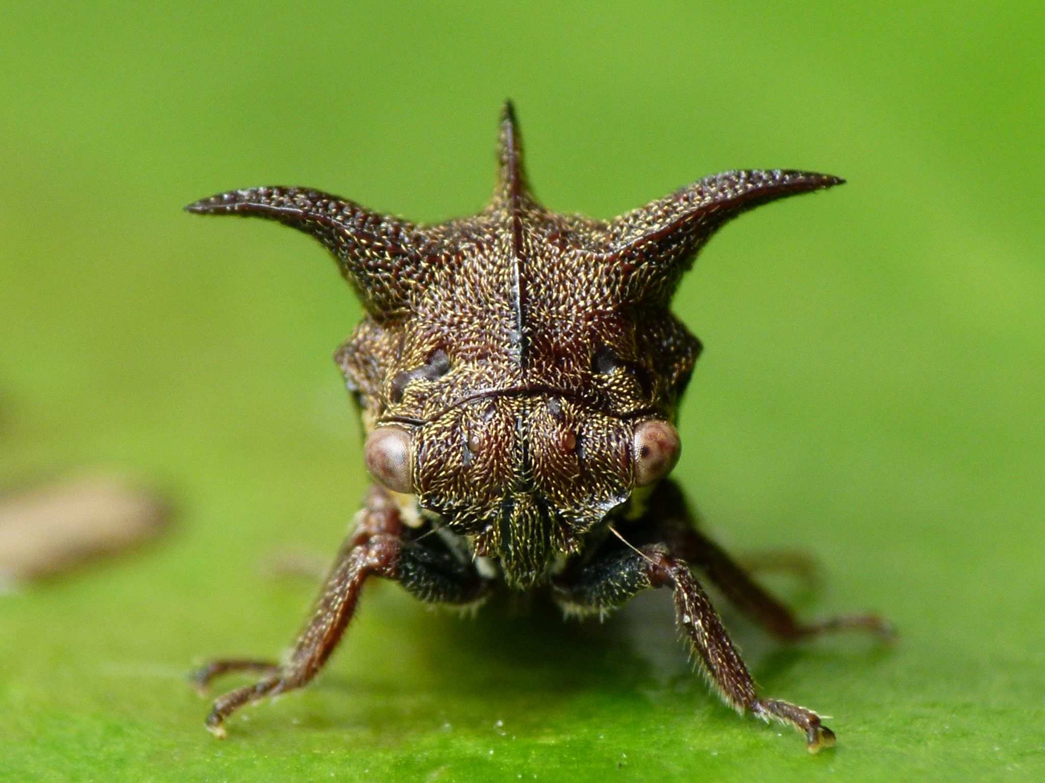 Acanthuchus