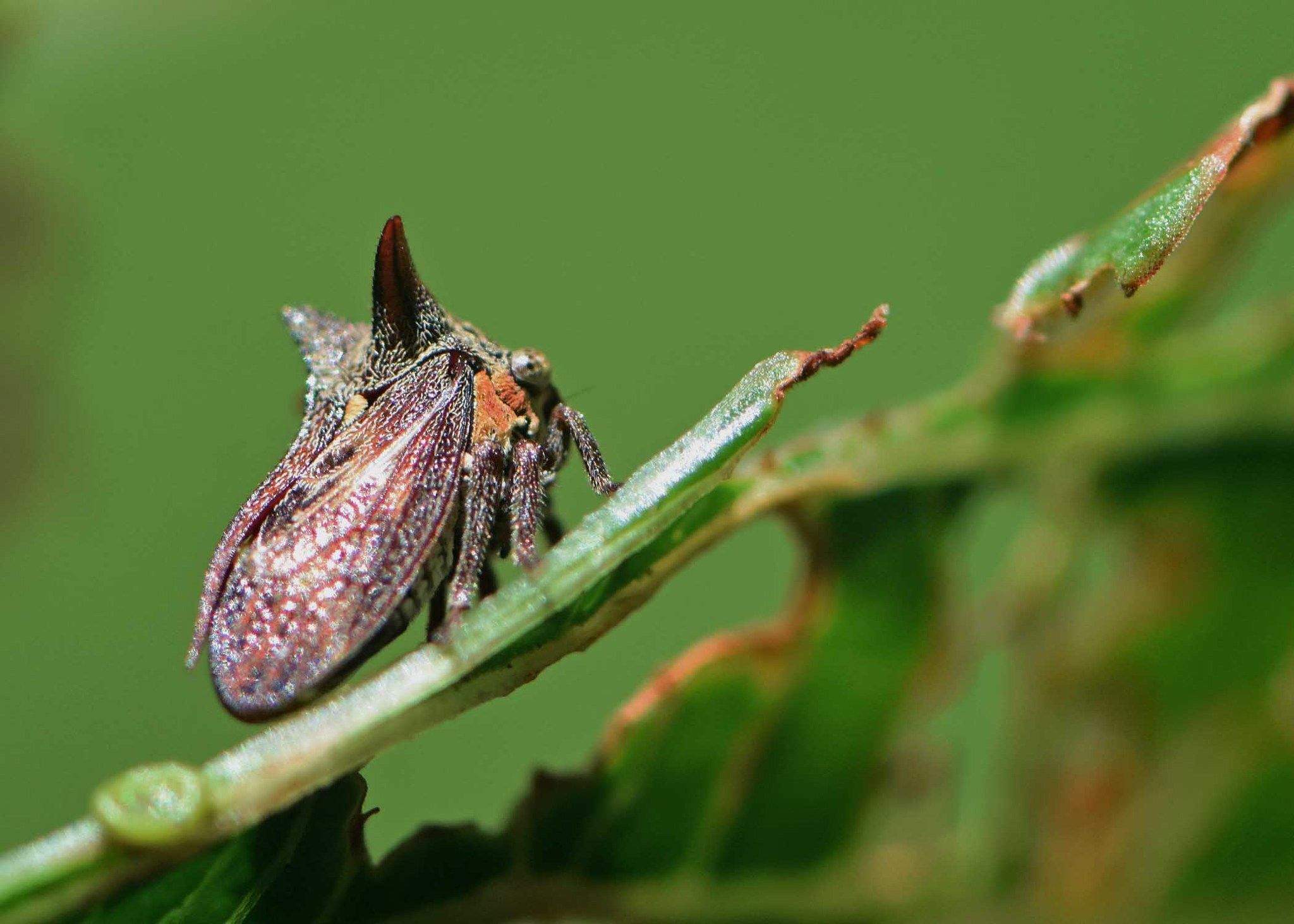 Acanthuchus