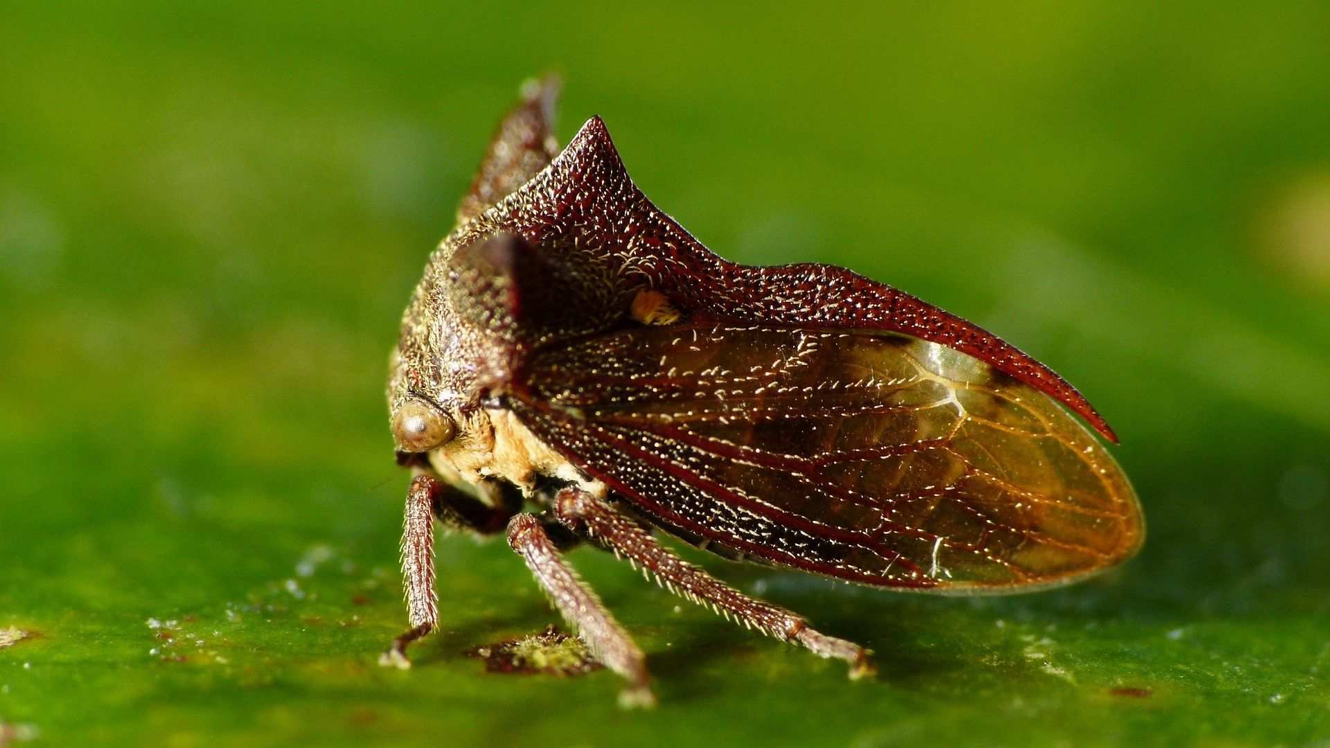 Acanthuchus