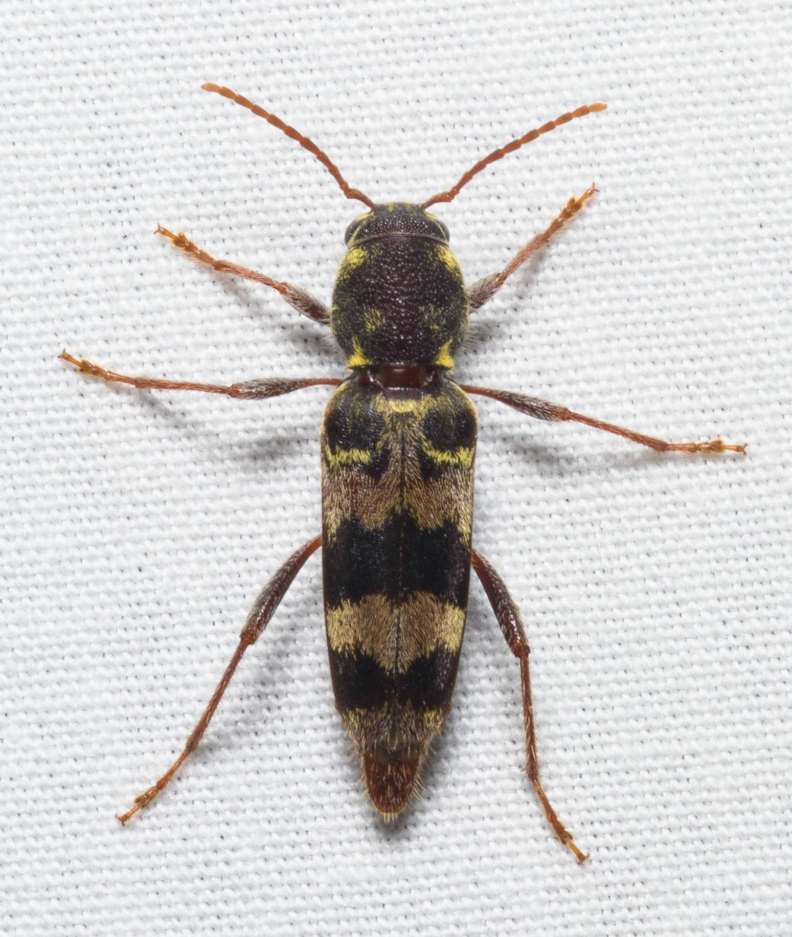 Xylotrechus colonus