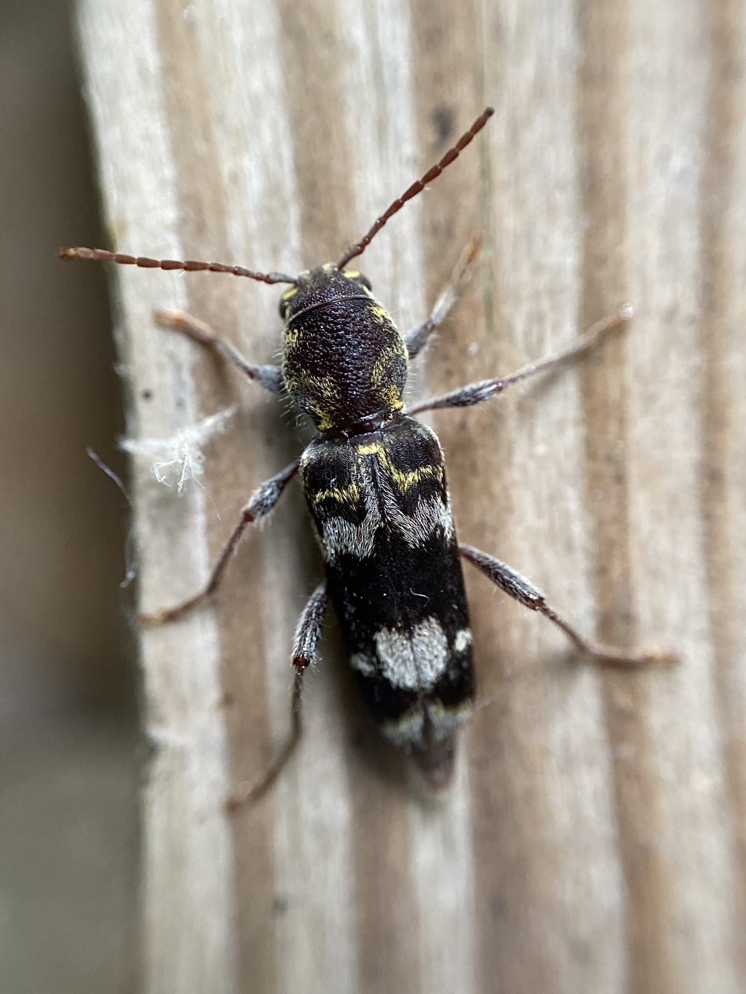 Xylotrechus colonus