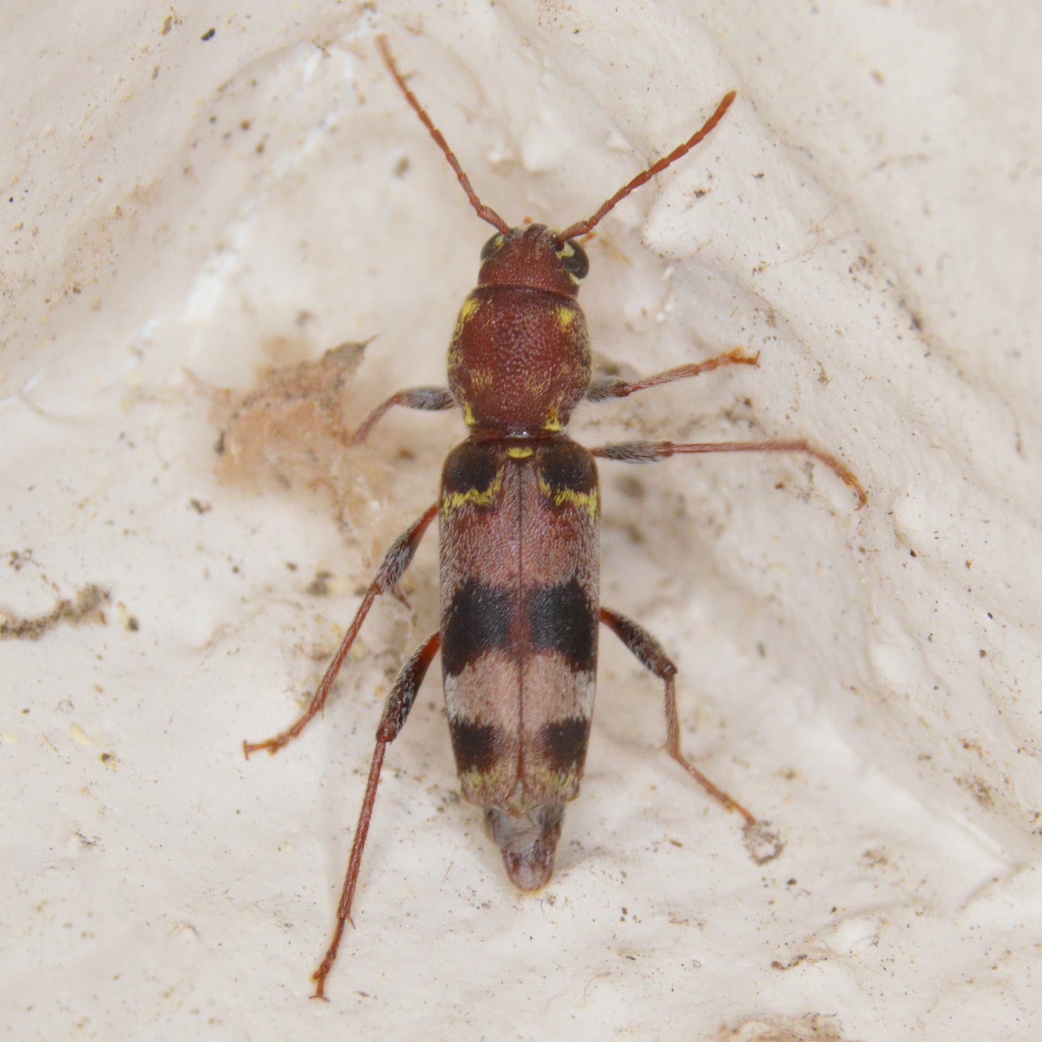 Xylotrechus colonus