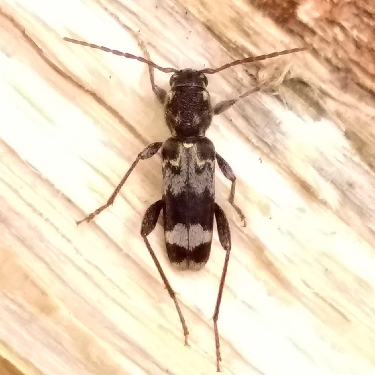 Xylotrechus colonus
