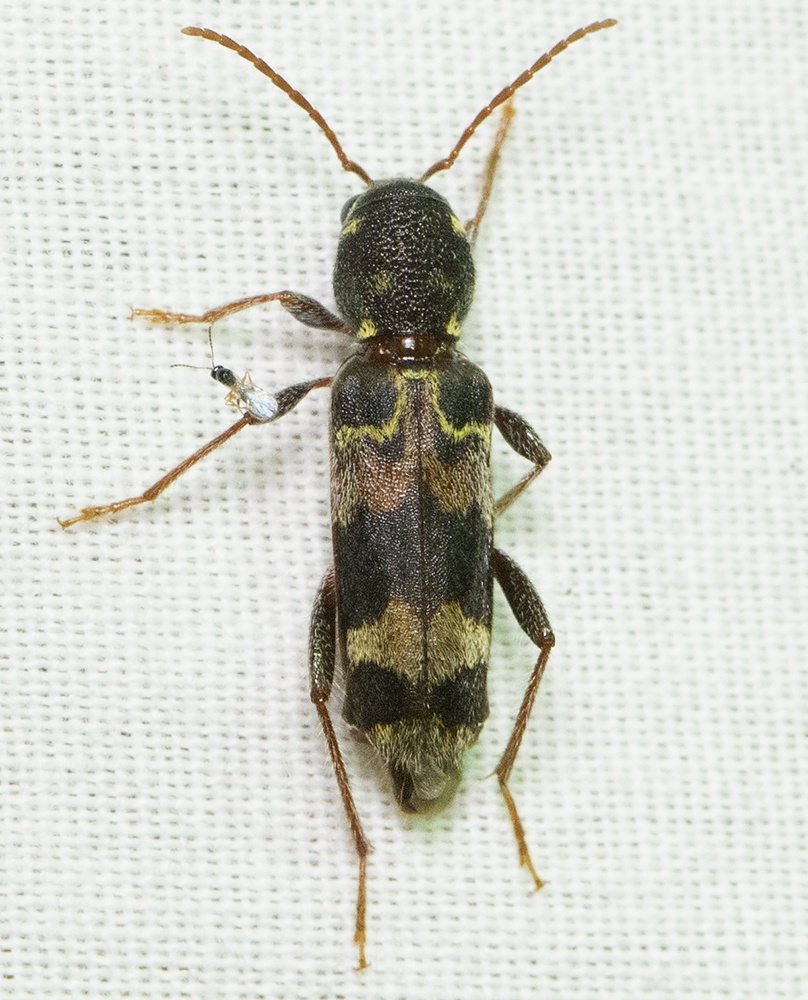 Xylotrechus colonus