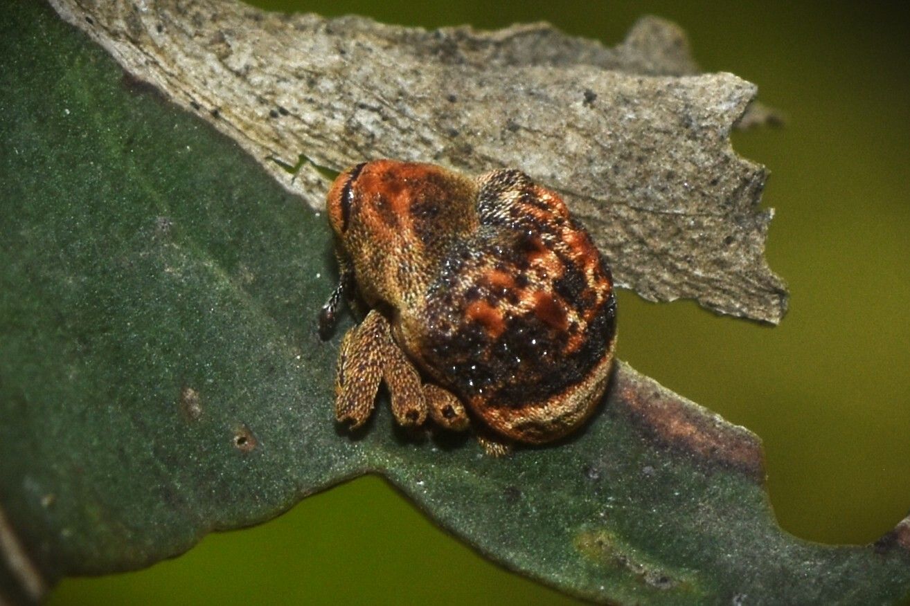 Haplonyx