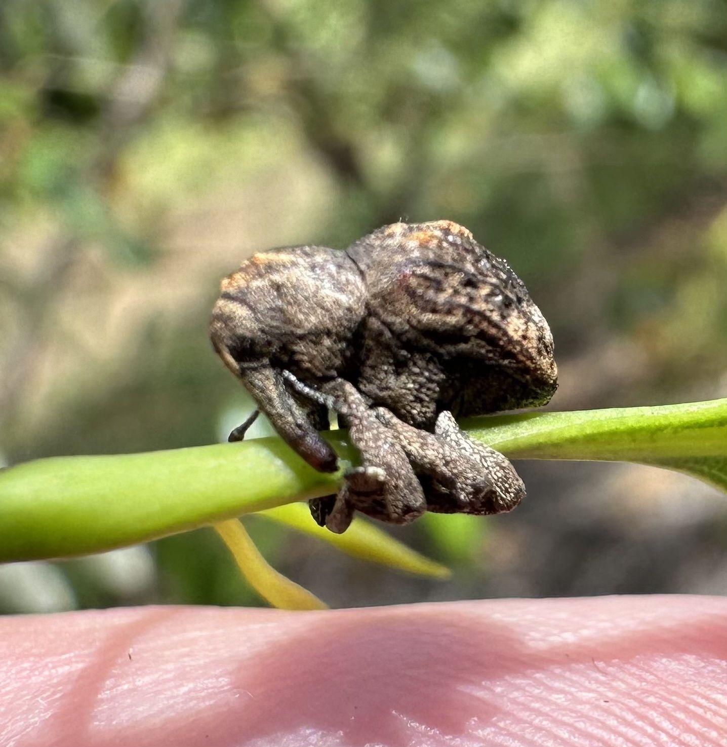 Haplonyx