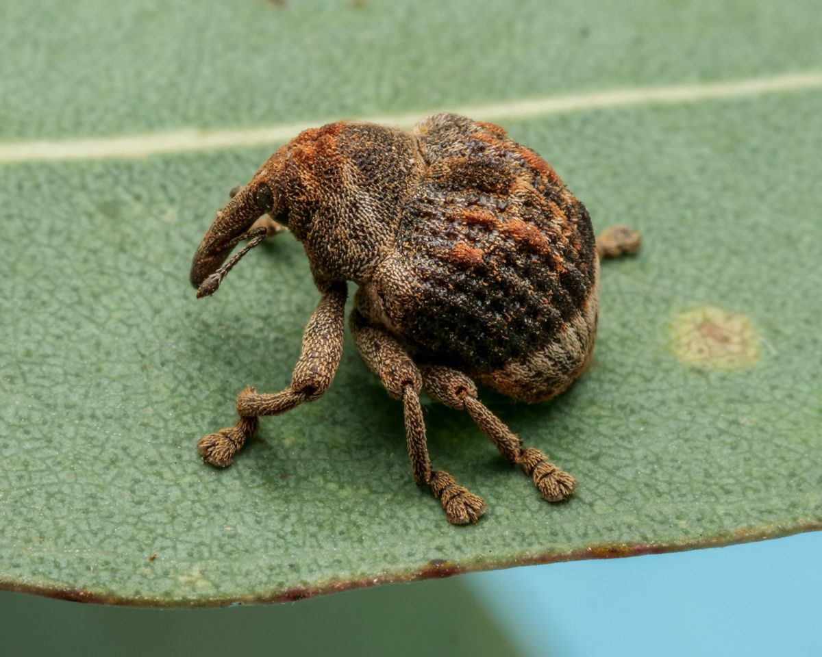 Haplonyx