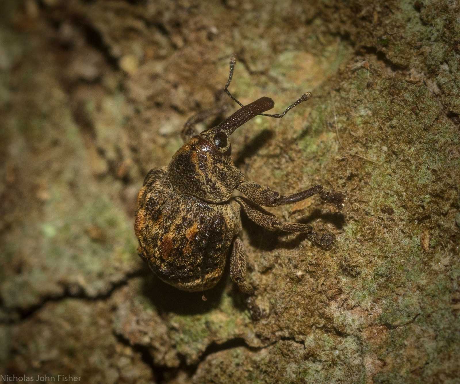 Haplonyx