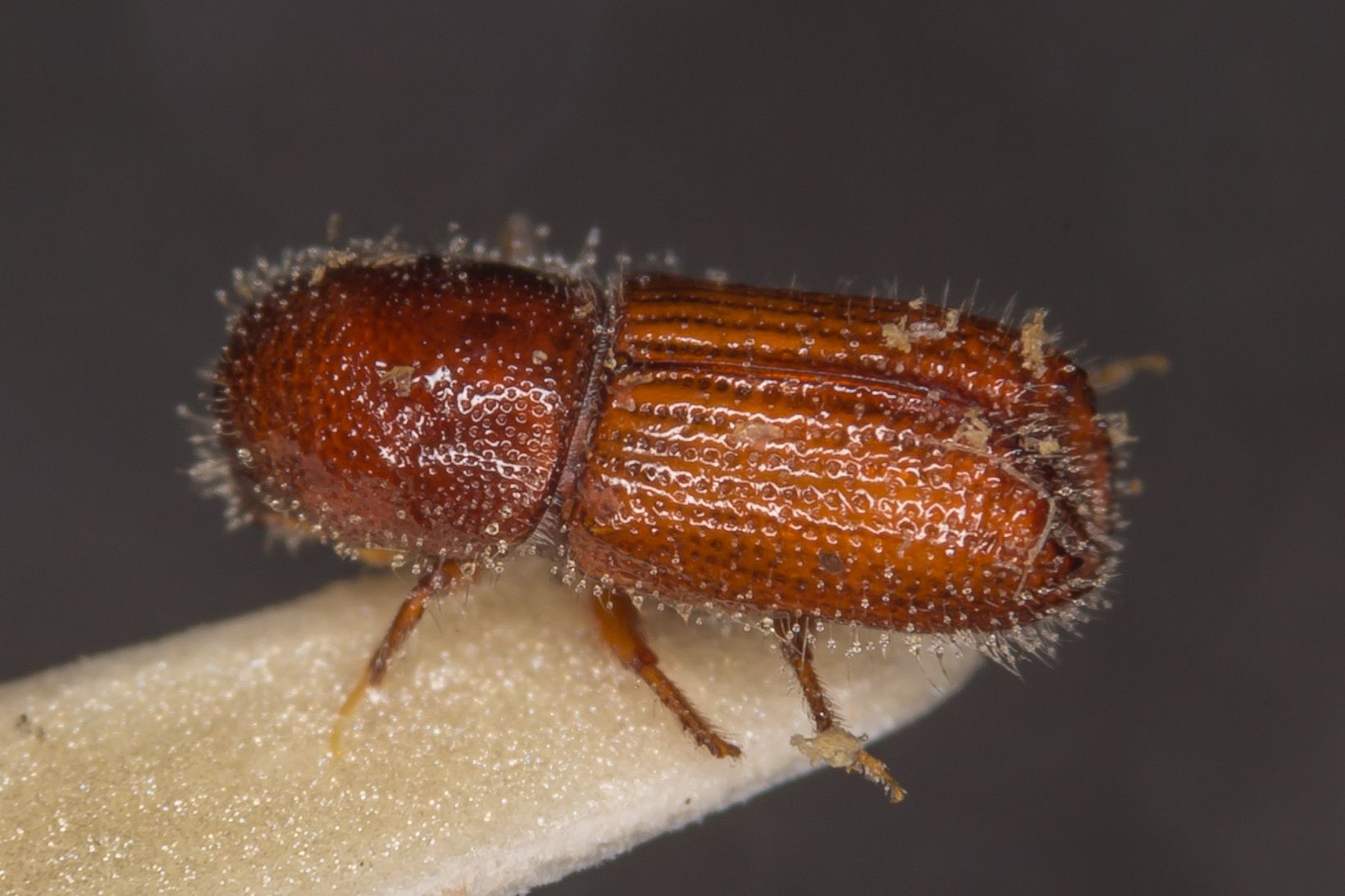 Orthotomicus proximus