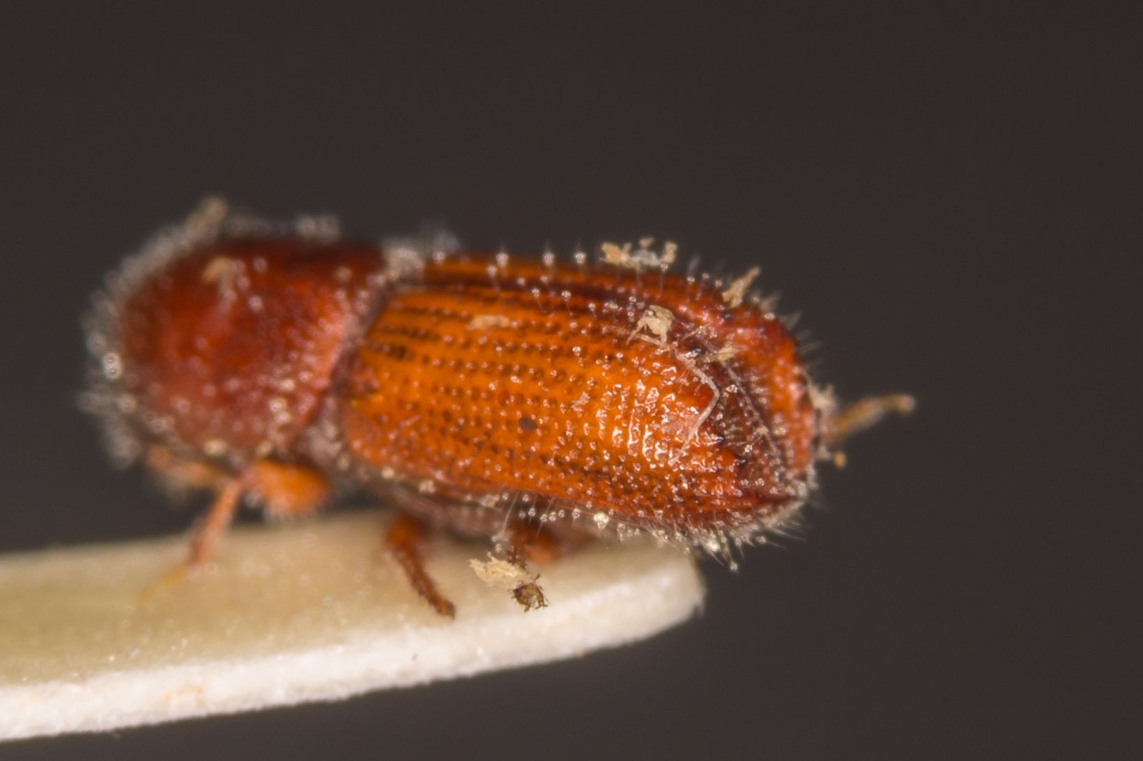 Orthotomicus proximus