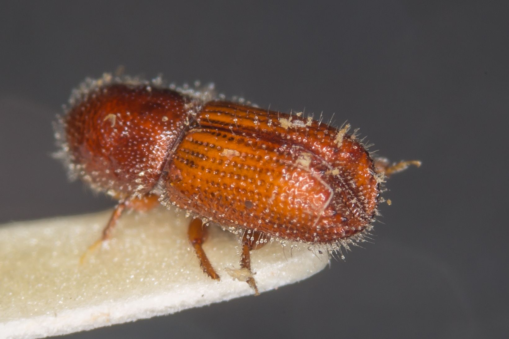 Orthotomicus proximus
