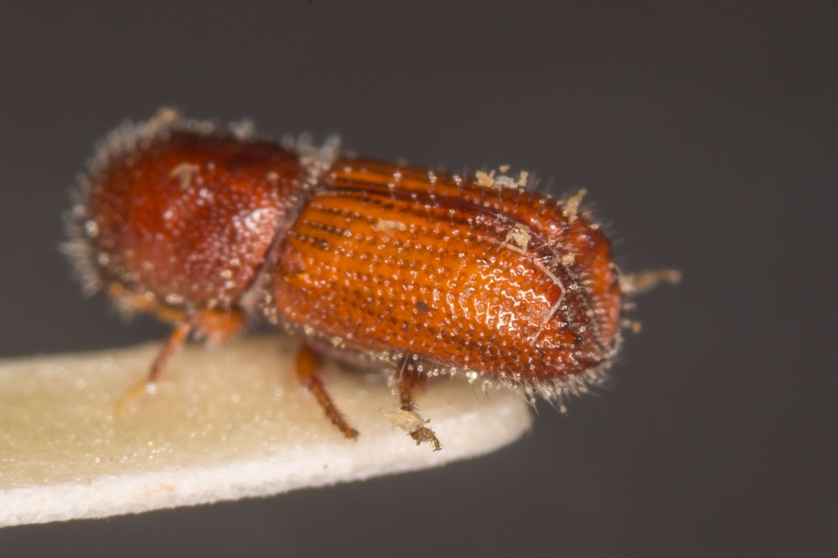 Orthotomicus proximus