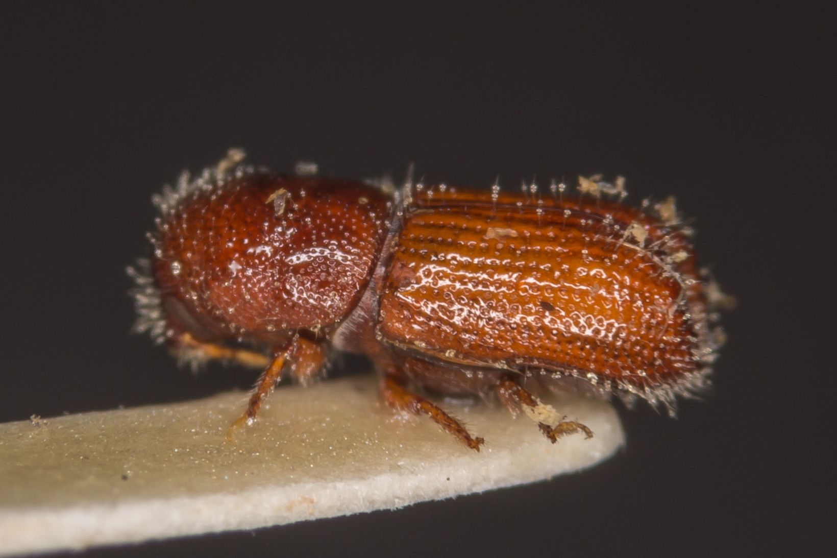 Orthotomicus proximus