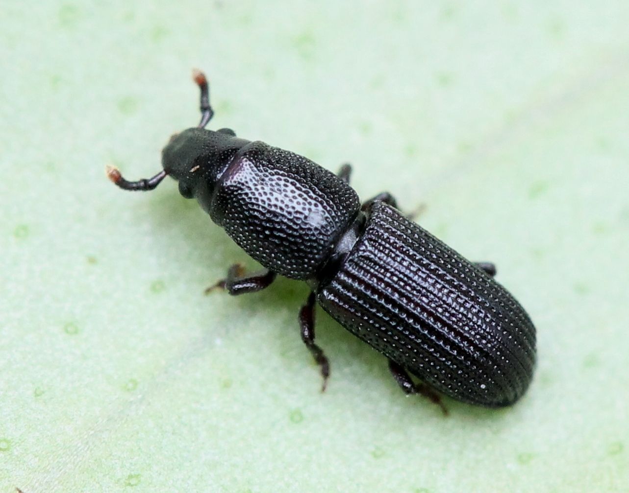 Rhyncolus elongatus