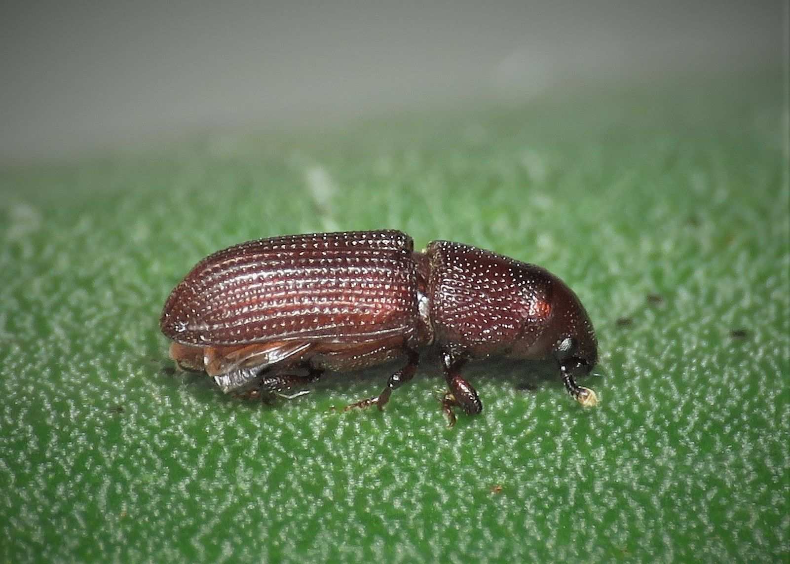 Rhyncolus elongatus