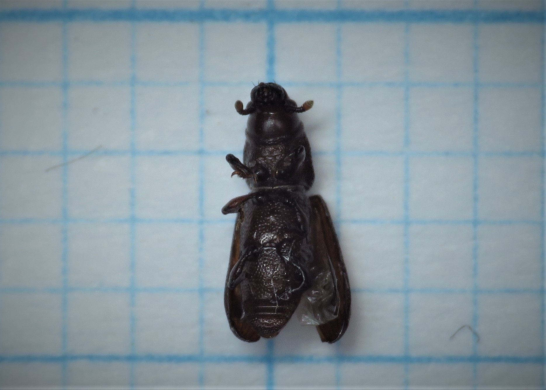 Rhyncolus elongatus