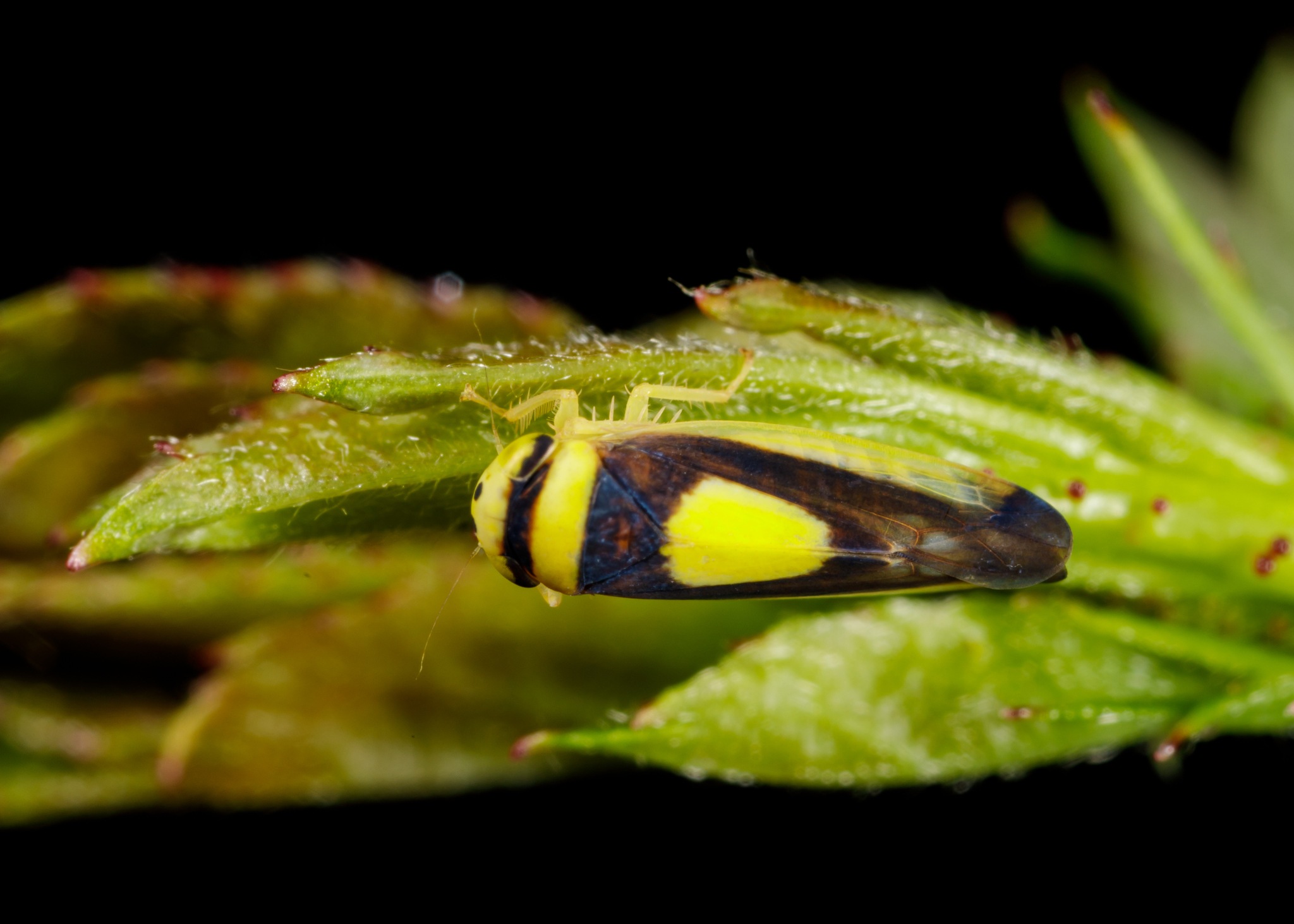 Colladonus clitellarius