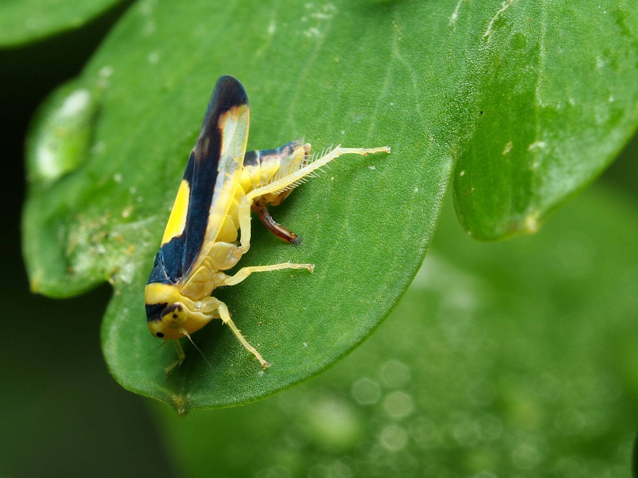 Colladonus clitellarius