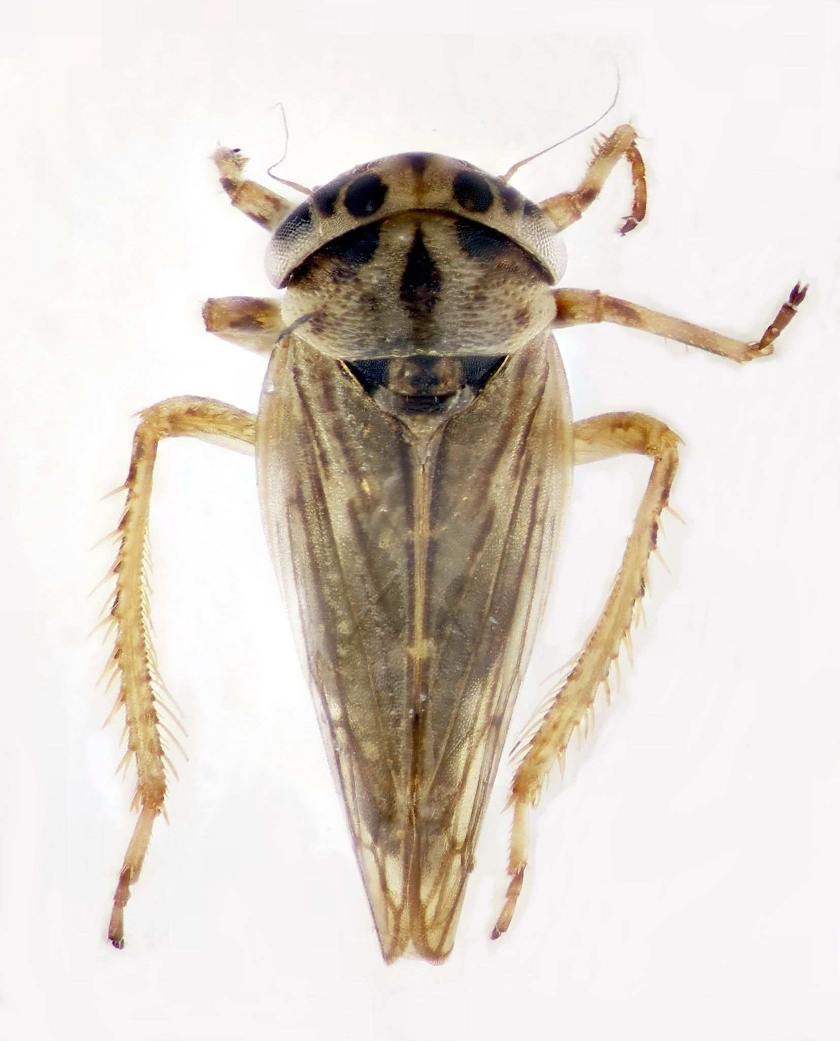 Anaceratagallia laevis