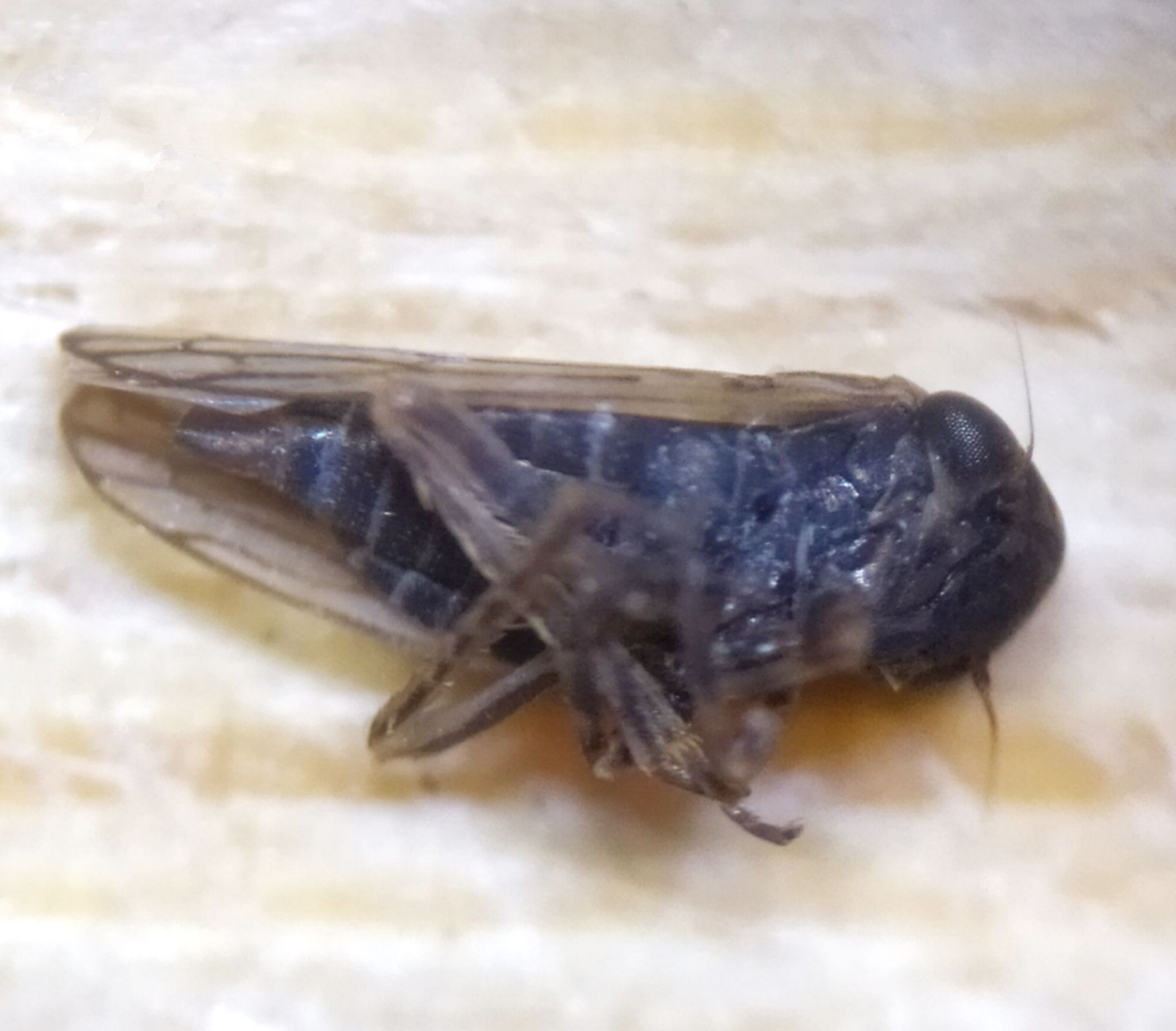 Anaceratagallia laevis