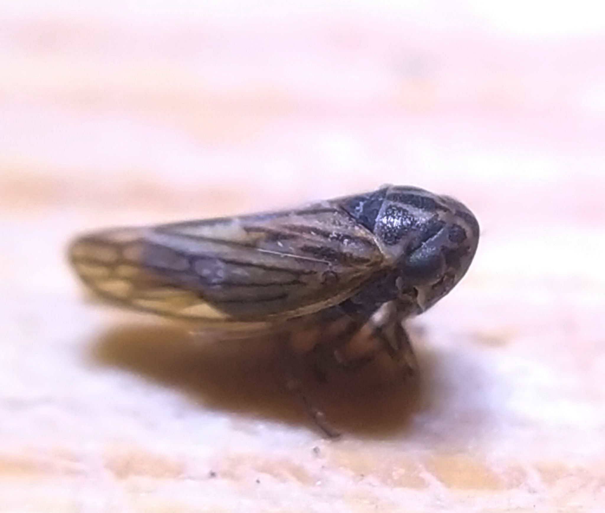 Anaceratagallia laevis