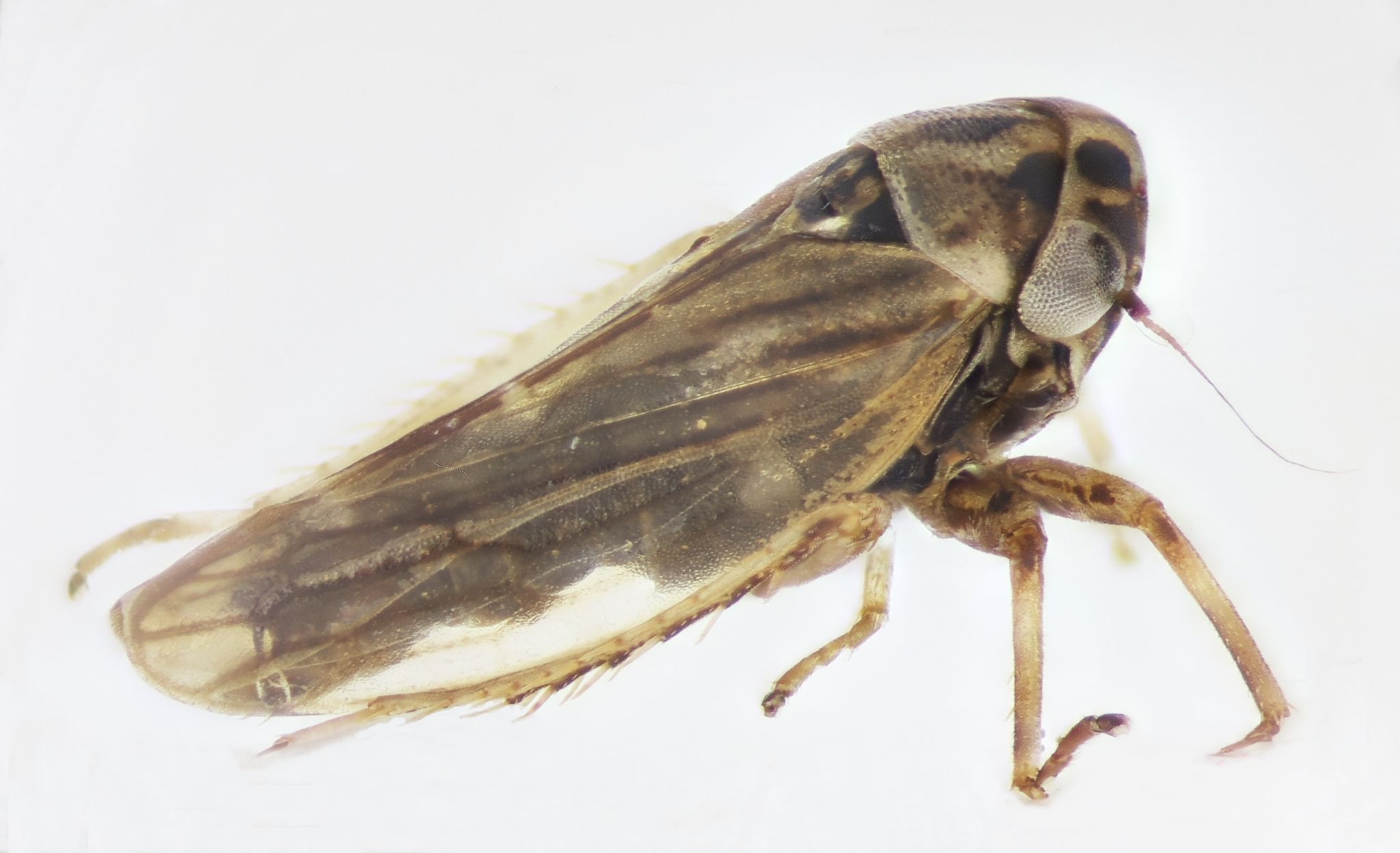 Anaceratagallia laevis