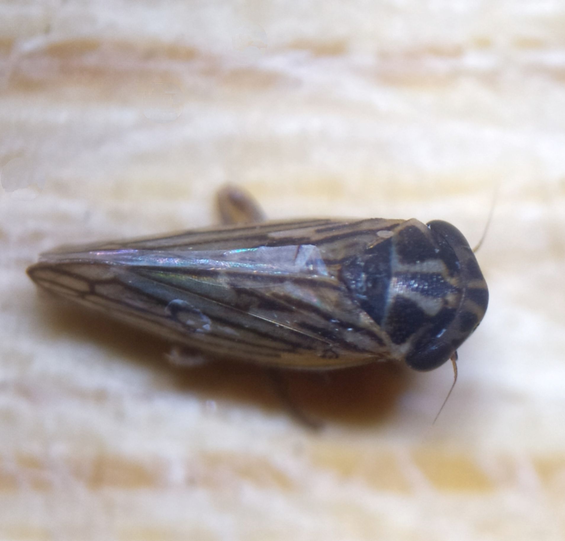 Anaceratagallia laevis