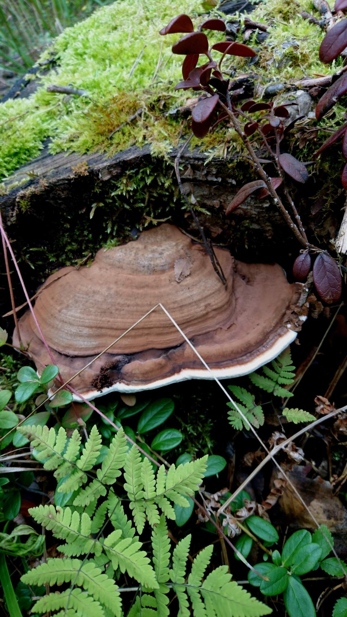 Ganoderma lipsiense