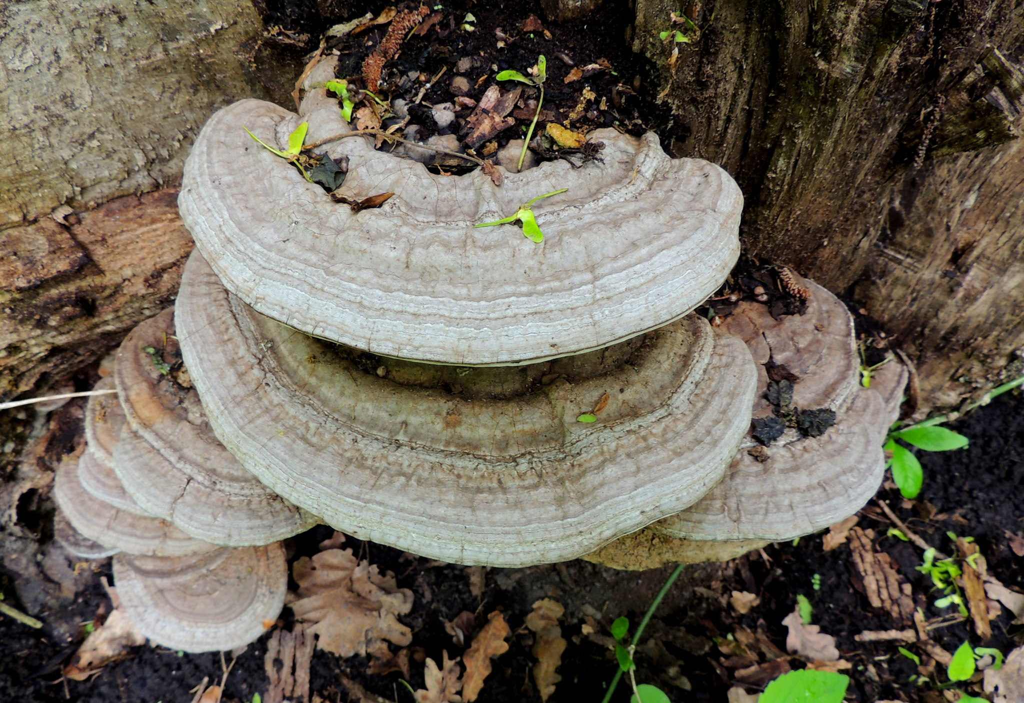 Ganoderma lipsiense