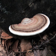 Ganoderma lipsiense