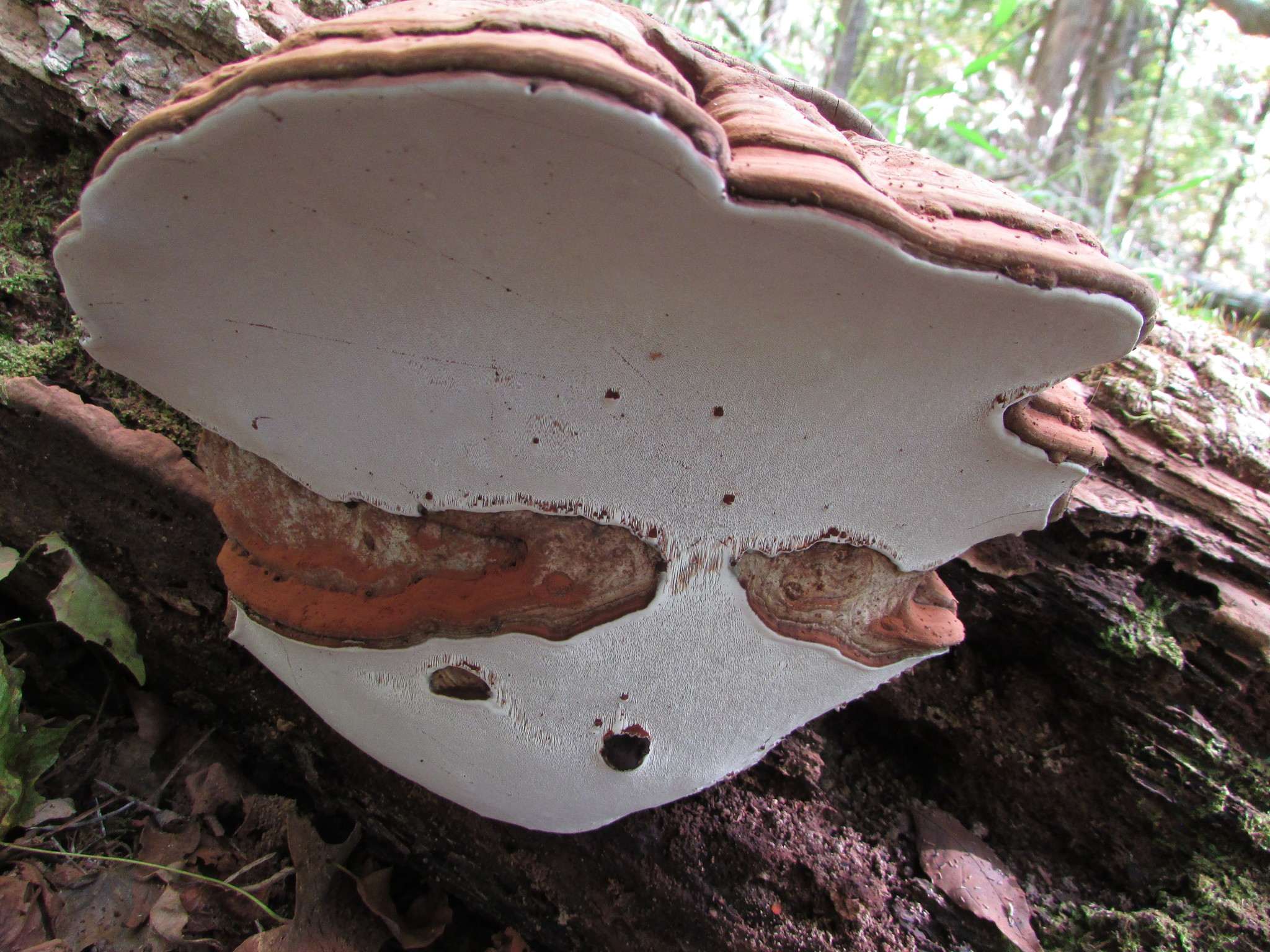 Ganoderma lipsiense